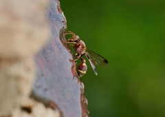 Ropalidia cyathiformis