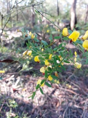 Bossiaea heterophylla