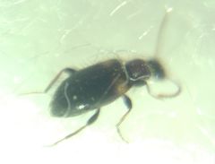 Hirticomus hispidus