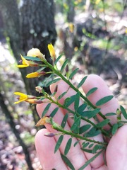 Bossiaea heterophylla