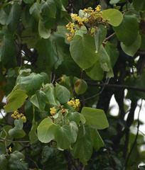 Stigmaphyllon australiense