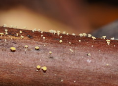 Lachnum pteridophyllum