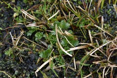 Micranthes stellaris