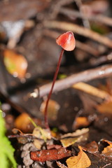 Mycena toyerlaricola