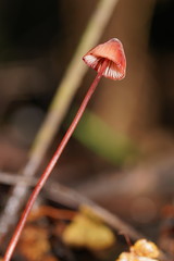 Mycena toyerlaricola