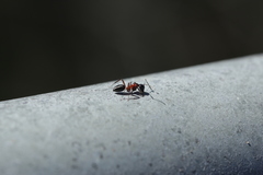 Camponotus innexus