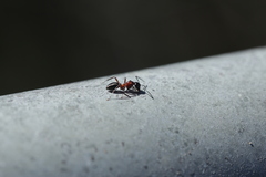 Camponotus innexus