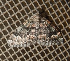 Xanthorhoe vacuaria