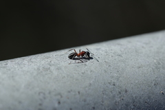 Camponotus innexus