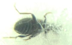 Hirticomus hispidus