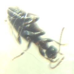 Hirticomus hispidus