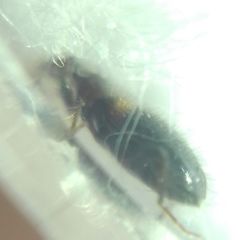 Hirticomus hispidus
