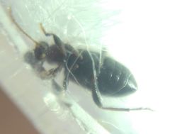 Hirticomus hispidus