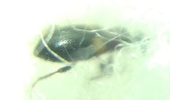 Hirticomus hispidus