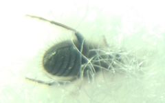 Hirticomus hispidus