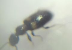 Hirticomus hispidus