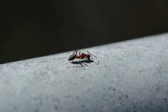 Camponotus innexus
