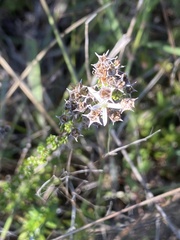 Wahlenbergia tenella
