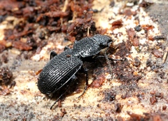 Pterostichus aethiops