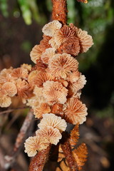 Marasmiellus affixus