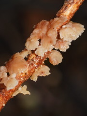 Marasmiellus affixus