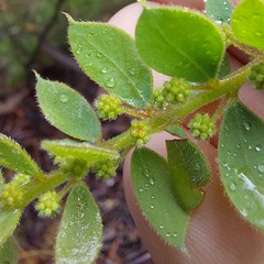 Acacia cremiflora