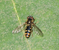 Epistrophella euchroma