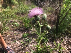 Cirsium nuttalii image