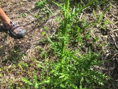 Cirsium nuttalii image