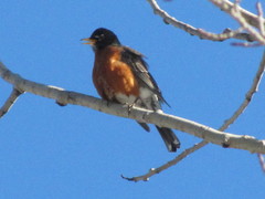 Turdus migratorius image