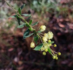 Acacia cremiflora