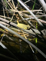 Litoria cooloolensis