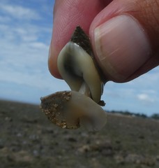 Nassarius pullus