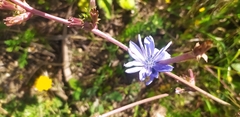 Cichorium intybus