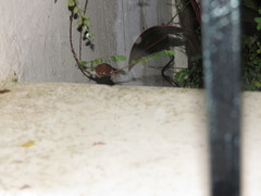 Quantula striata
