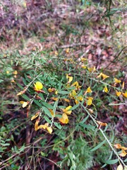 Bossiaea heterophylla