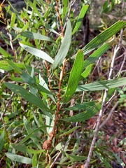 Hakea laevipes