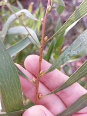 Hakea laevipes