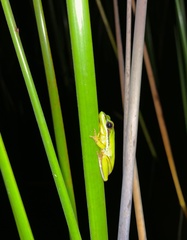 Litoria olongburensis