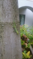 Anolis conspersus