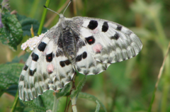 Parnassius nomion