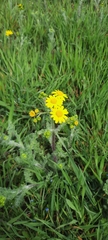 Senecio vernalis
