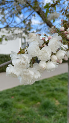 Prunus