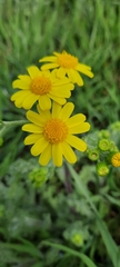 Senecio vernalis