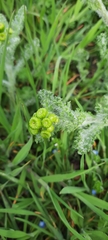 Senecio vernalis
