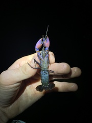 Cherax robustus