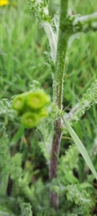 Senecio vernalis