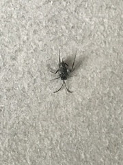 Evania appendigaster