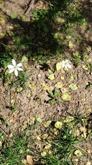 Spergula arvensis chieusseana