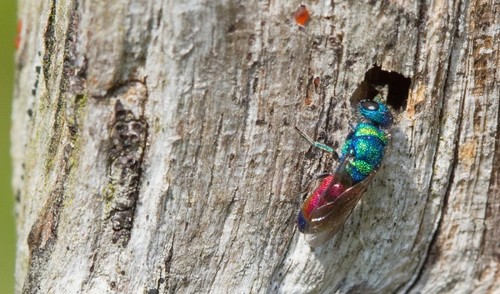 Chrysis Rutilans Chrysis rutilans · iNaturalist